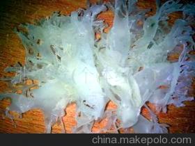 海銀耳 打造高品質(zhì)水產(chǎn)品供應(yīng)鏈——張春發(fā)個(gè)體經(jīng)營的專業(yè)選擇